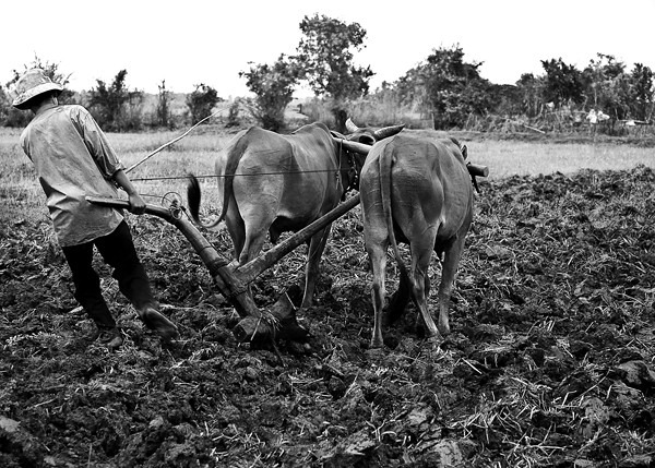 Ploughing a ricefield| 1