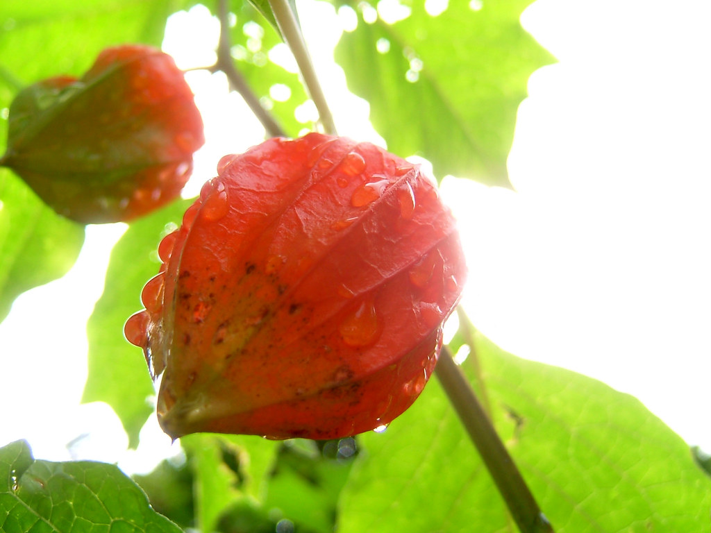 Chinese lantern