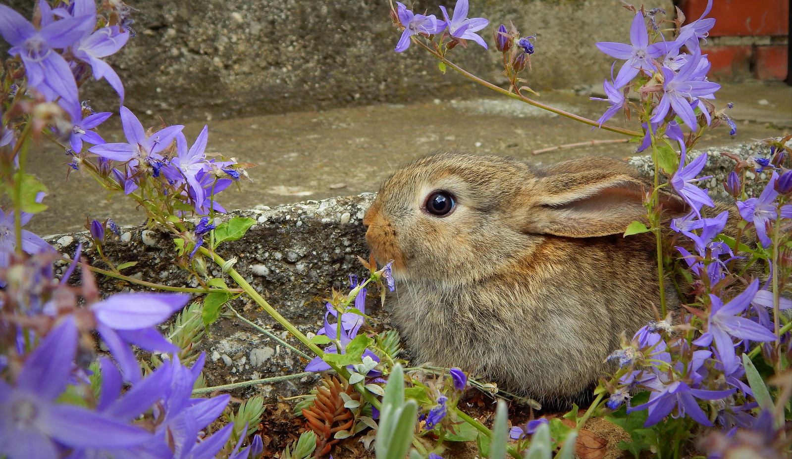 Suprr Rabbit Flickr Rabbit | Flickr