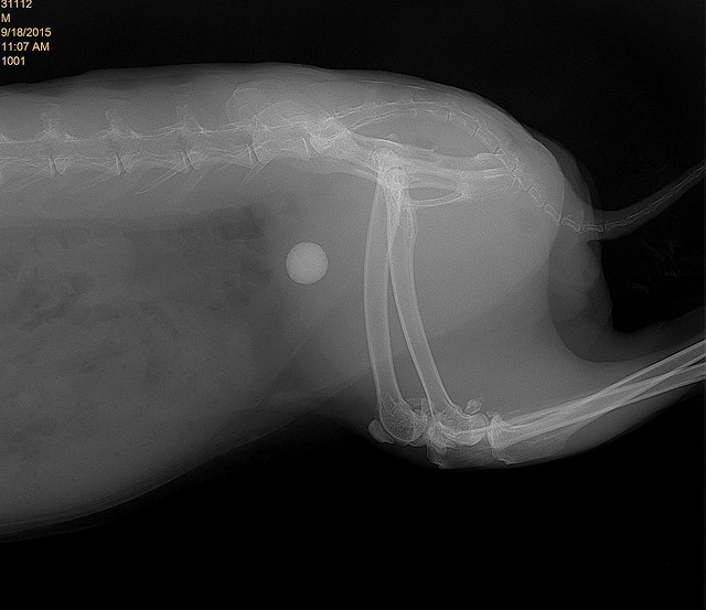 Rabbit Radiography Radiography rabbit | Flickr