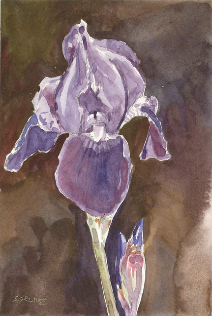Purple Iris Flower - Watercolour Painting by Steve Greaves