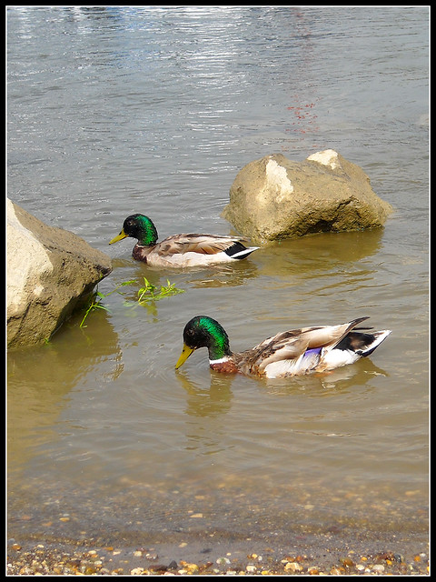 Ducks in the Danube, Szentendre