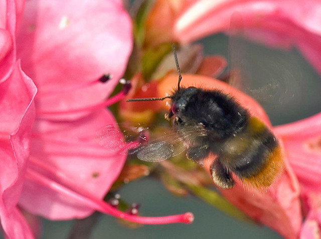 Giant Bumblebee, Bombus hypocrita hypocrita, オオマルハナバチ