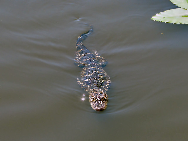 Young Gator Swimming - Pinellas County Florida