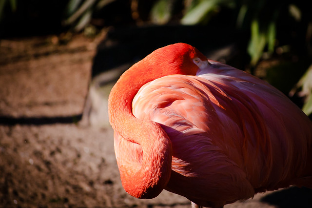 Flamingo dormindo