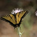 Flickr photo 'Two-tailed Swallowtail on Wavyleaf Thistle (native)' by: Tony Frates.