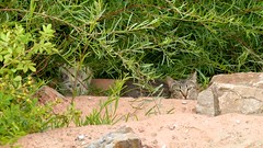 Momma Cat and Kitten by the San Juan
