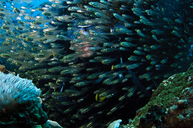 Ice fish suffication on Tongue Reef
