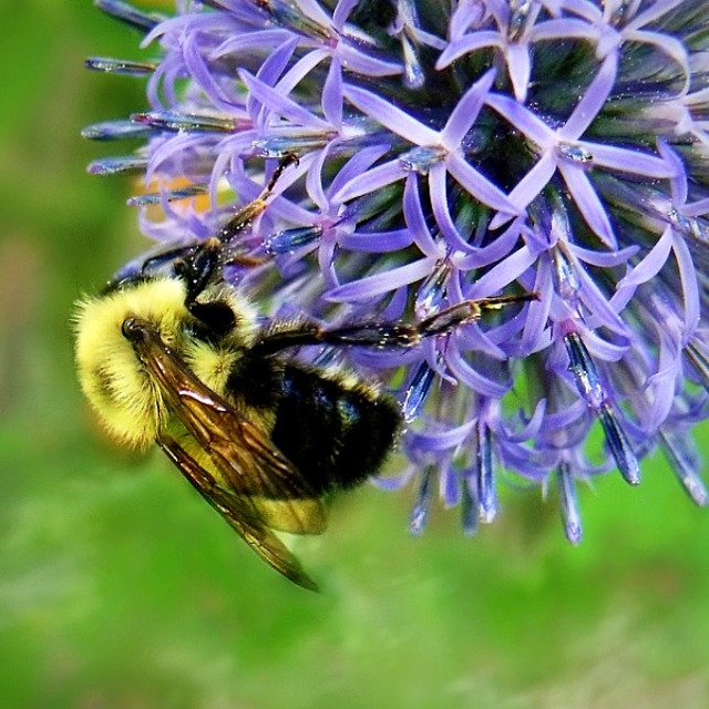 Bumblebee Nectar