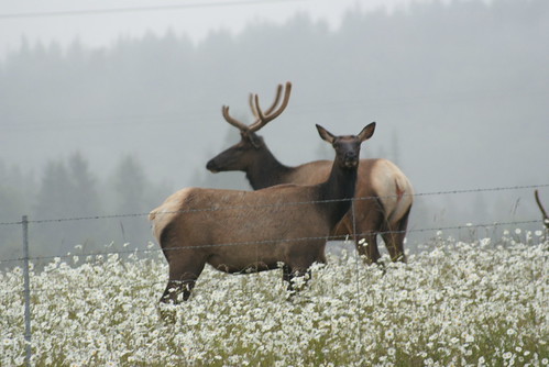 sequim herd 015 | by Brant Lindquist