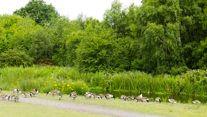 Herd of geese grazing