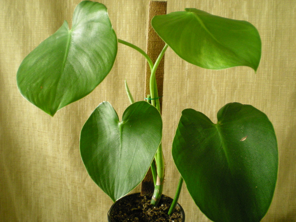 Rugosum philodendron Good and