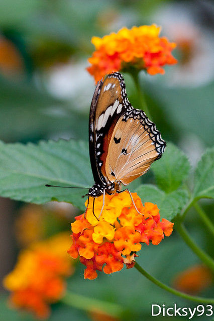 Monarque (Danaus plexippus) - La serre aux papillons - Hunawhir 68