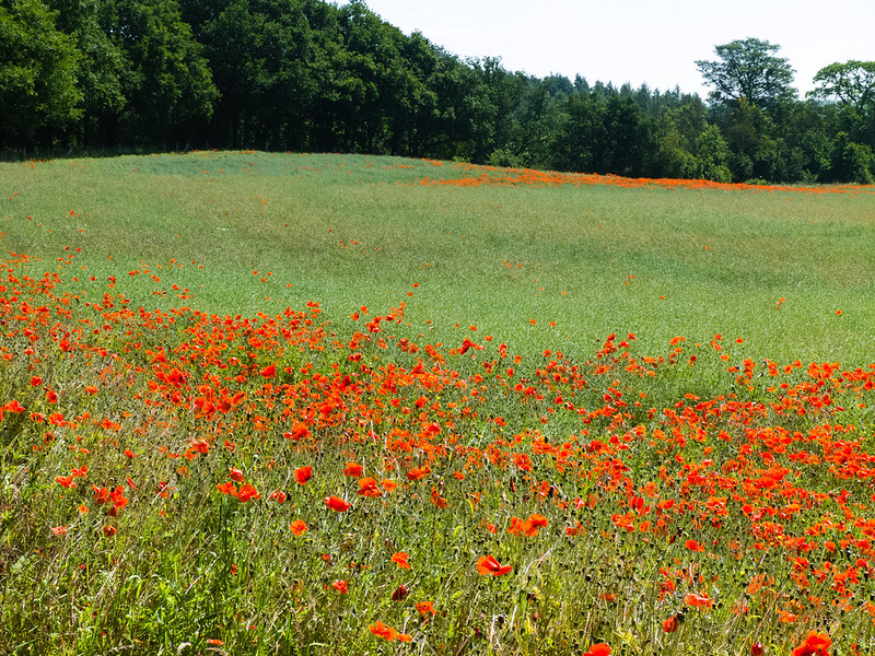 Poppies, the Walls, Chesterton