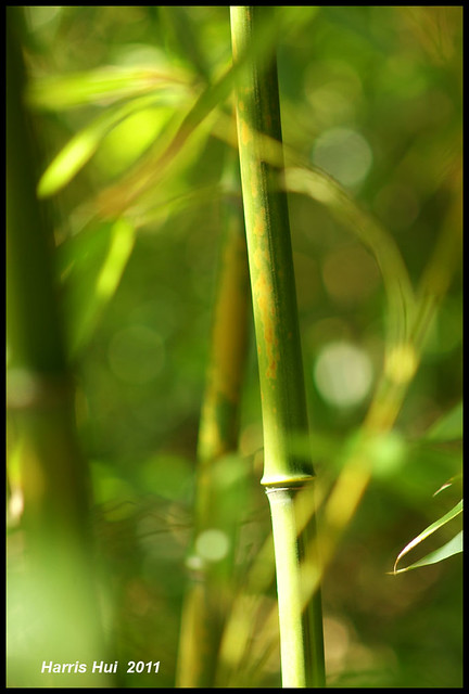 Bamboo As Metaphor (Color) - Van Dusen 7761e
