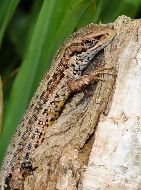 Common Lizard (male).