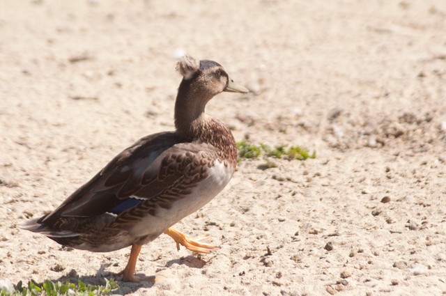 A Crested Duck