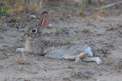 Rabbit, Laredo, Texas