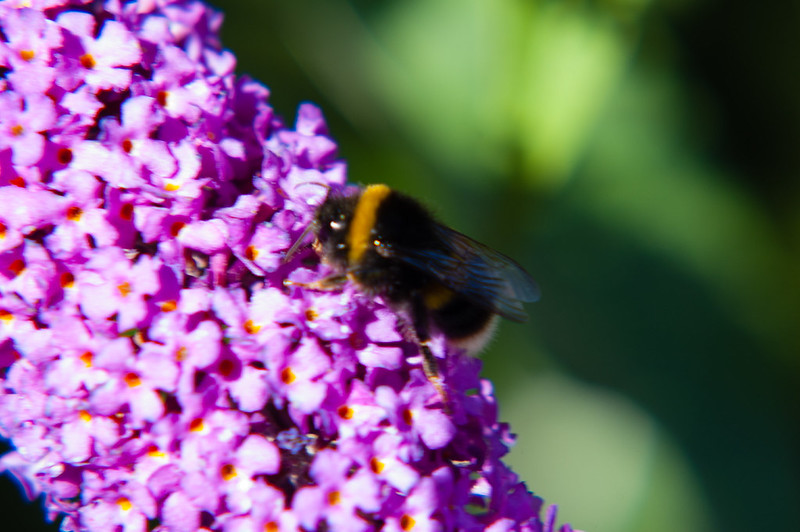 Bee on Buddleia