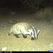 Flickr photo 'American badger (Taxidea taxus)' by: SaguaroNPS.