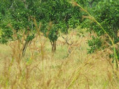 Shy impala hiding amongst the trees.