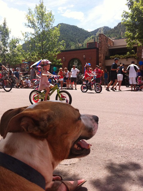 If @stevethedog loves one thing, it's America. 2 things ... parades.