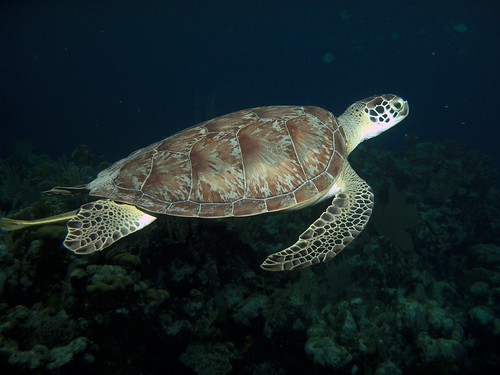 turtle | by CharleyD81