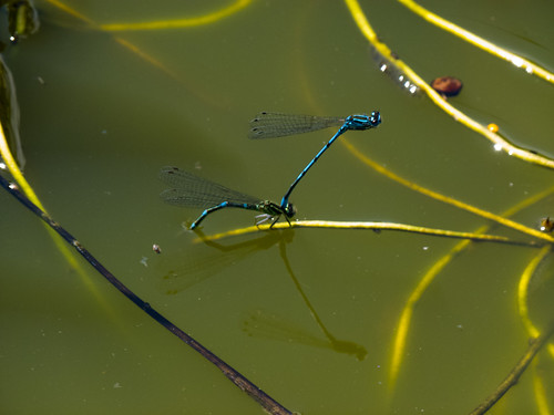 Common blue damselflies mating