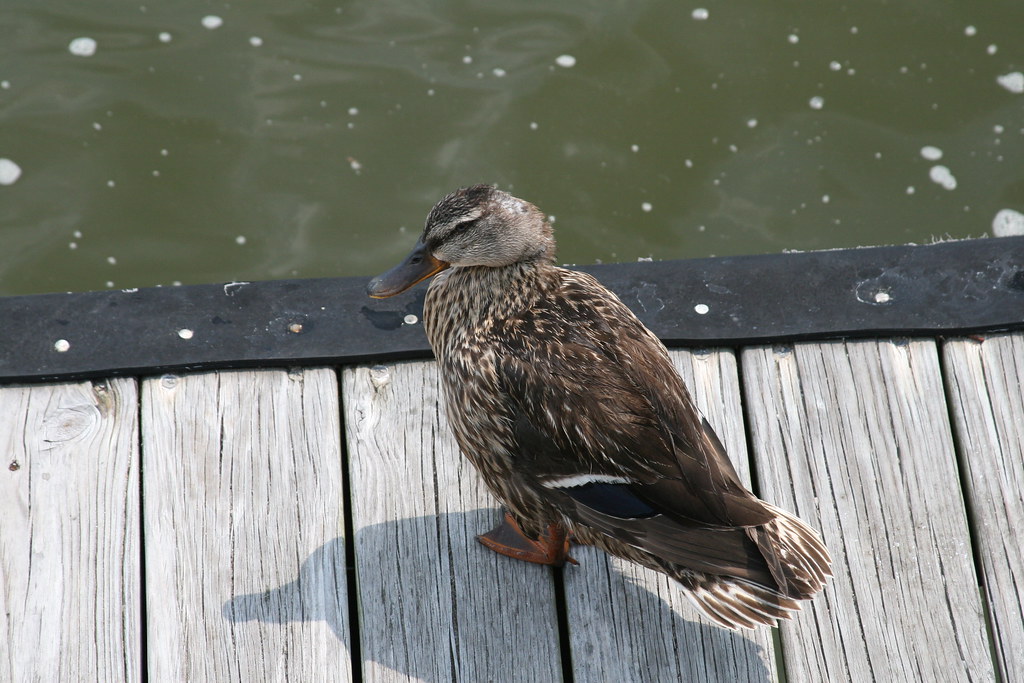 429-Duck on pier