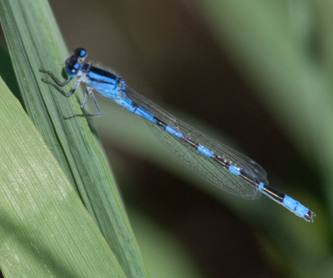 Tule Bluet