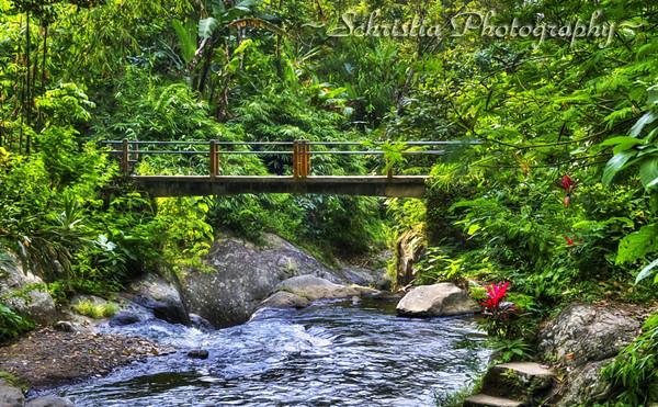 Small Bridge Near Gitgit Waterfall (DSC_0180)