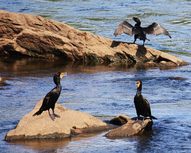 The Three Stooges ... Double-Crested Cormorants ... 7-26-11
