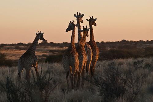 africa sunset nikon desert african lodge southern giraffe savannah namibia kalahari gettyimages giraffa deserto savanna karoo bushveld savana giraffacamelopardalis 2011 d80 anib sergiocanobbio