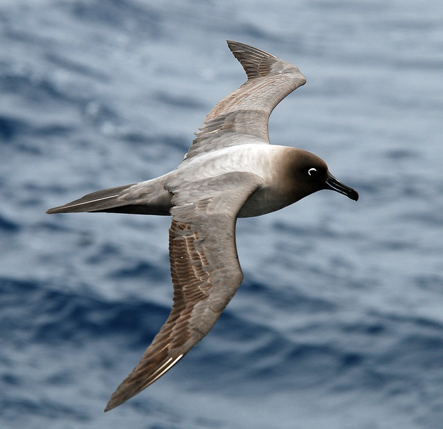 Light-mantled Sooty Albatross, Drake Passage, Southern Ocean
