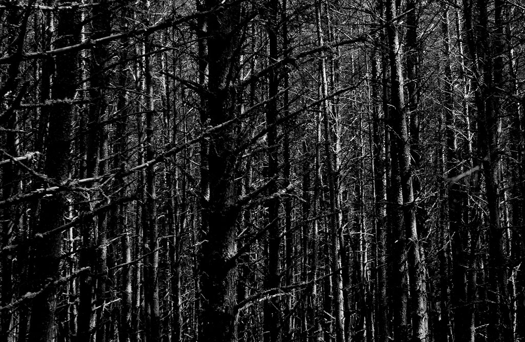 Mystery-of-the-Forest | There's something mysterious about a… | Flickr