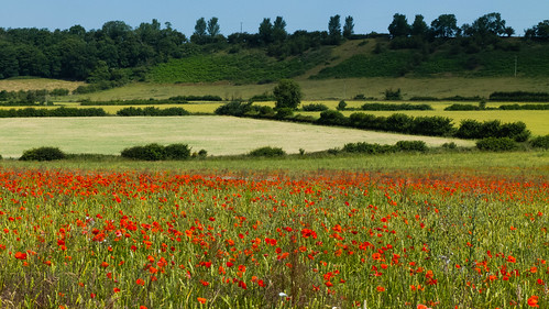 Poppies in a field, looking towards Tinkers Castle ridge