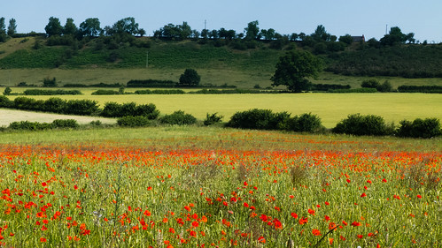 Poppies in a field, looking towards Tinkers Castle ridge