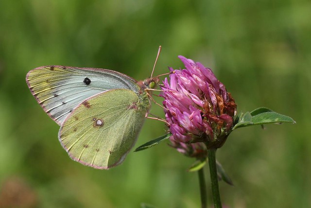 Pale Cloud Yellow (Colias hyale)