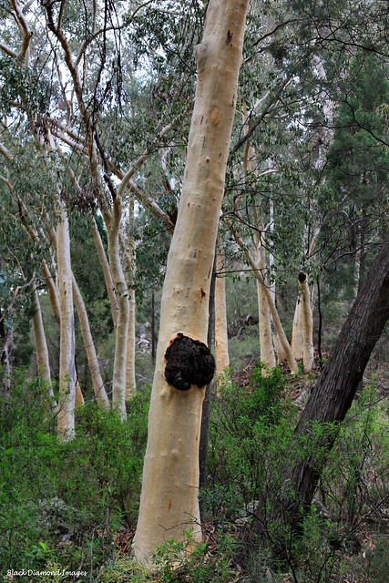Eucalyptus rossii - White Gum - Warrumbungle National Park