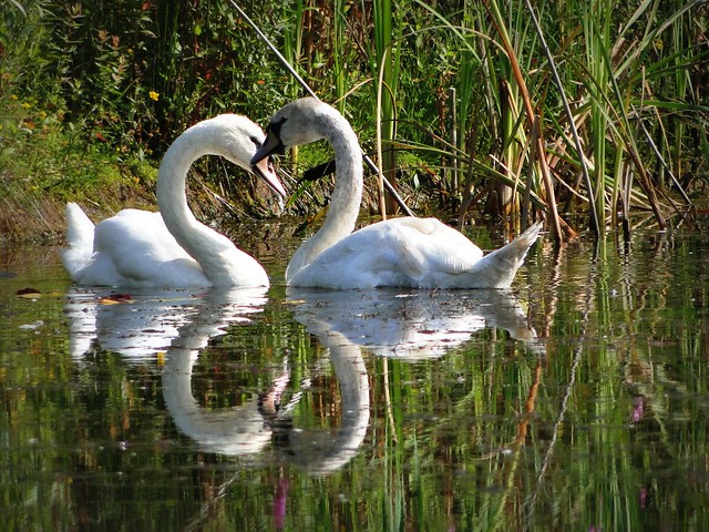 The heart of swans