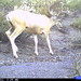Flickr photo 'Mule deer (Odocoileus hemionus)' by: SaguaroNPS.