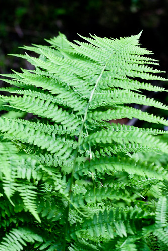 plant fern bracken pteridiumaquilinum bitterrootnationalforest commonbracken charleswaterscampground
