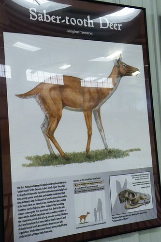 Sabertooth Dear Saber-tooth Deer | I still think this one (if not extinct) w… | Flickr