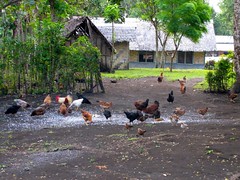 Chickens in the village