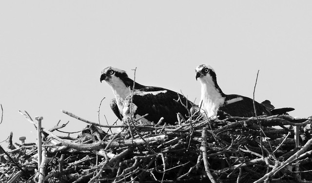 Male and female Osprey