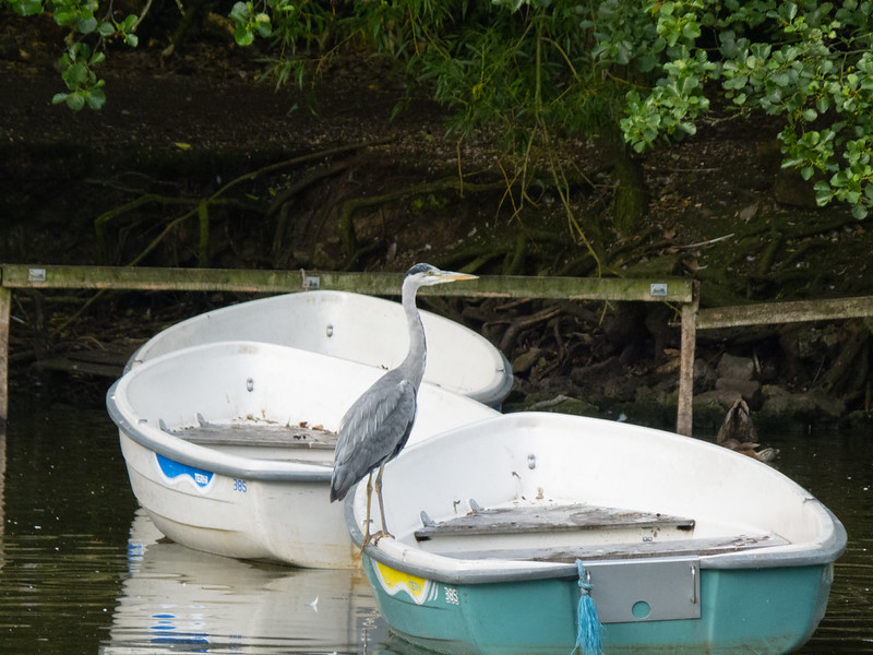 Heron, Boating Lake, West Park