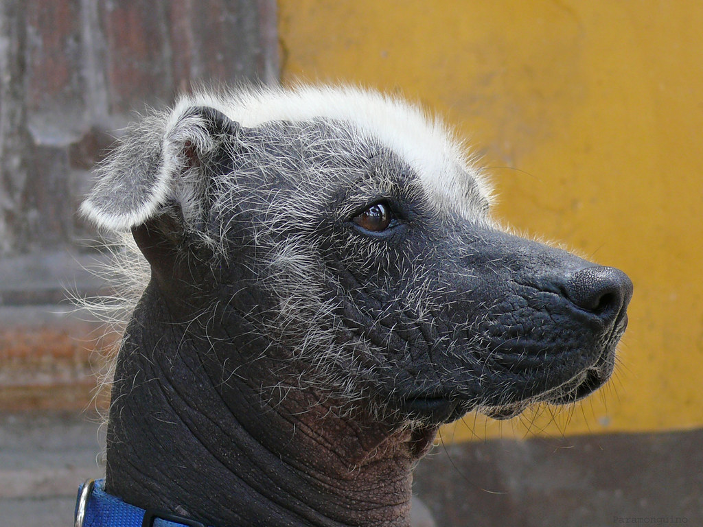 Viringo | El perro peruano sin pelo (canis familiaris) es la… | Flickr