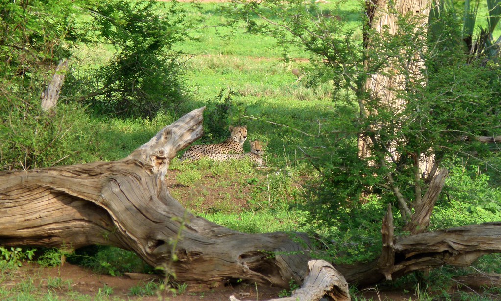Cheetahs (Acinonyx jubatus) brothers ...