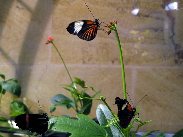 Butterflies at the Smithsonian Butterfly Pavilion