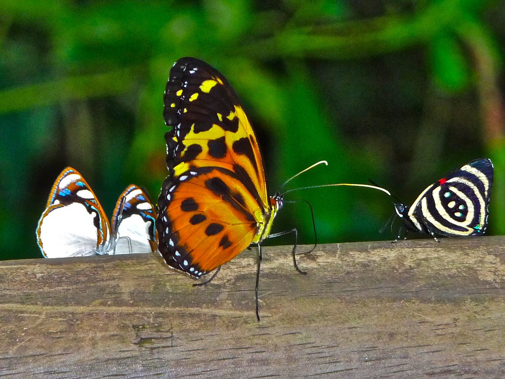 Butterflies | Some of the many species of butterflies surrou… | Flickr
